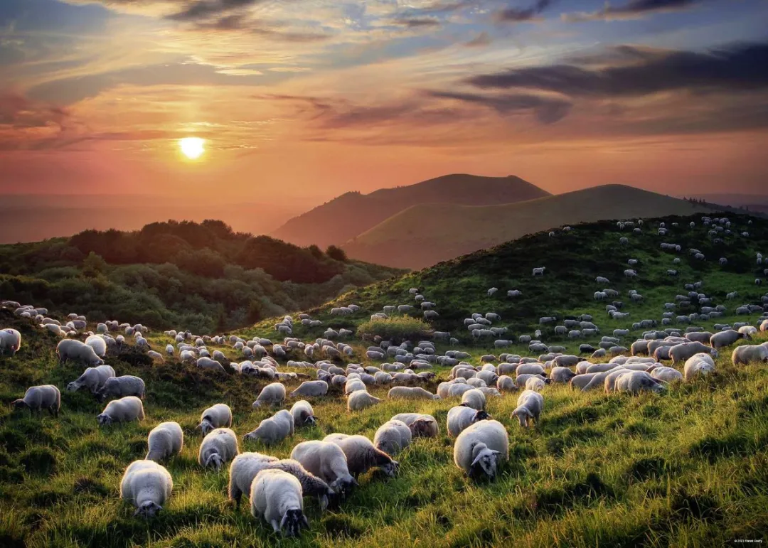 Heye Puzzel Sheep Volcanoes 1000 Stuks - Multicolor