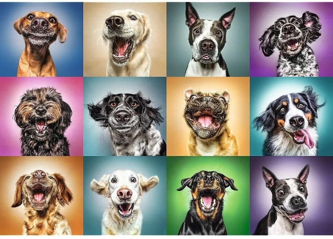 Trefl Grappige Honden Puzzel 1000 Stuks