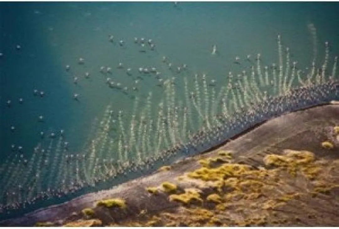 Piatnik Flamingo's Puzzel 1000 Stuks