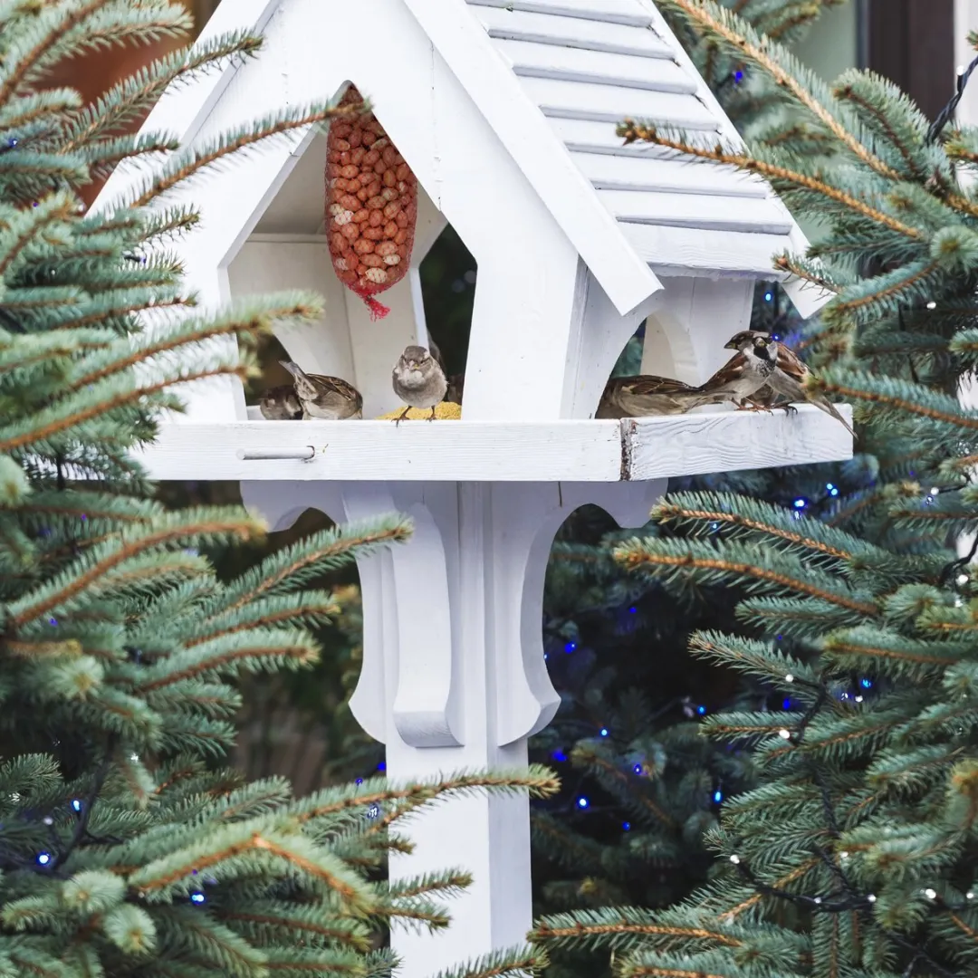 Pindanetjes – 10×200g (2 kg) – Gepeld & Ongebrand – Natuurlijk Vogelvoer