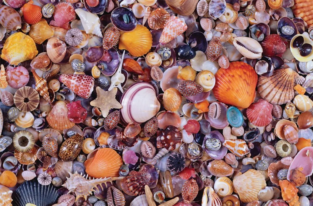 Piatnik Schelpen Legpuzzel 1000 Stuks