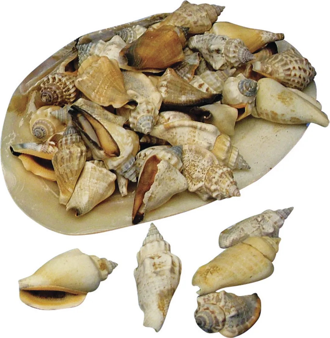 Rayher Schelpen