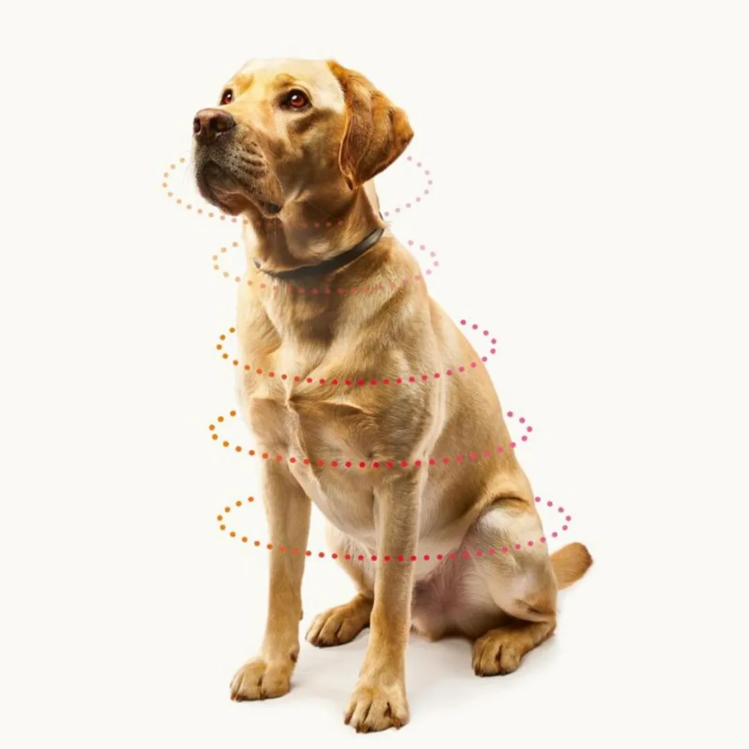 Beaphar Canishield Parasietenband Hond S/M - 64ml