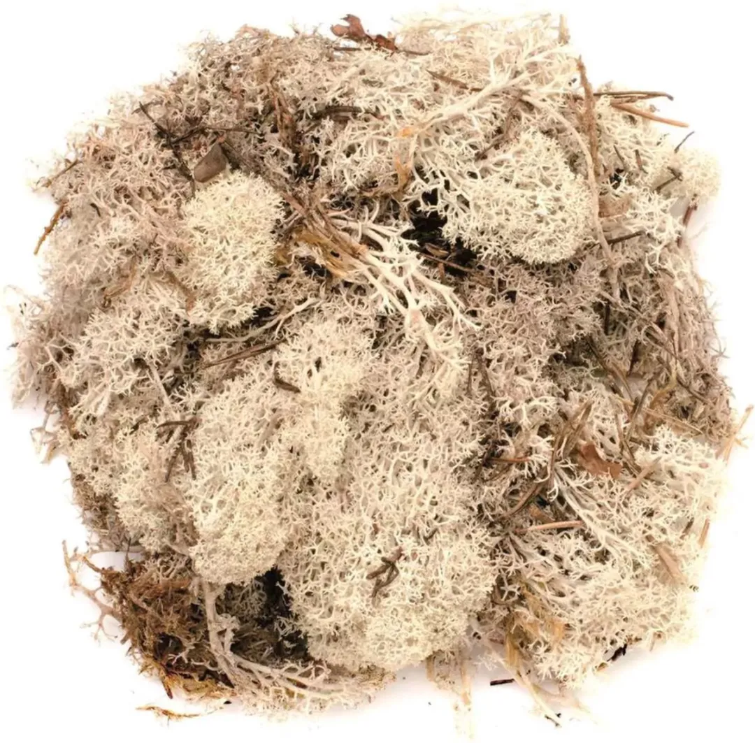 Glorex Hobby Nep Mos Decoratie - 2 Stuks 50g - Beige