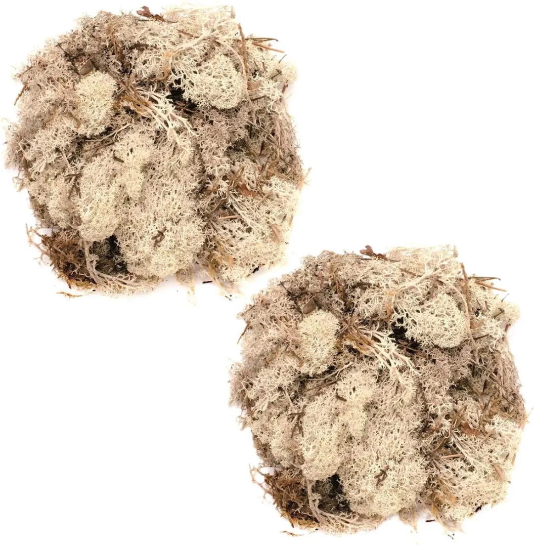 Glorex Hobby Nep Mos Decoratie - 2 Stuks 50g - Beige