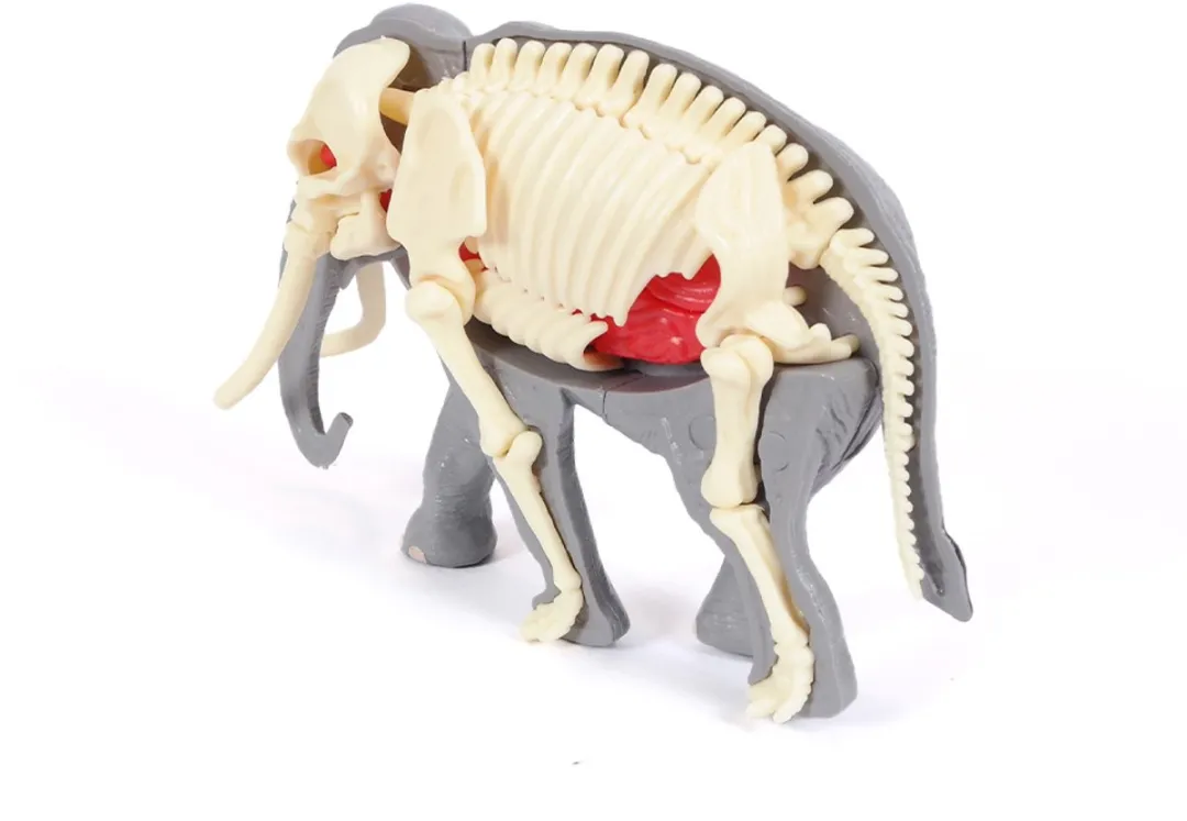 PIA Soft Toys 3D Anatomie Olifant - Grijs - afbeelding 6 van 6