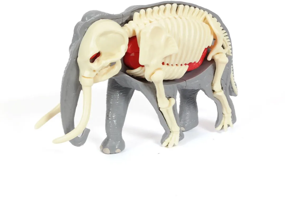 PIA Soft Toys 3D Anatomie Olifant - Grijs