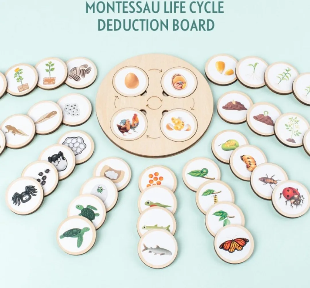 LiasToys Levenscycles Montessori Bordspel