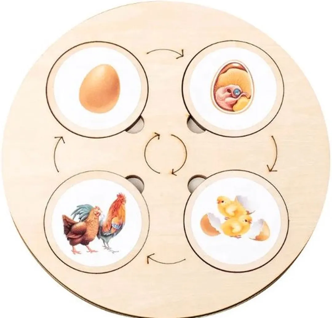 LiasToys Levenscycles Montessori Bordspel - 40 Stickers & Houten Rondjes