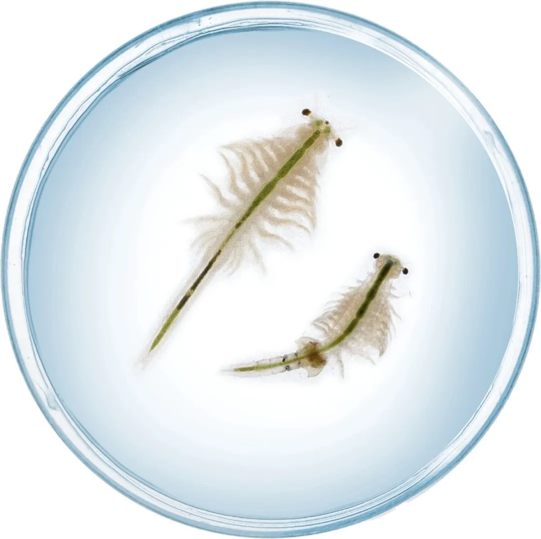 Kosmos Saltwater Creatures Experimenteerset 617158 - Fun Science - afbeelding 6 van 6