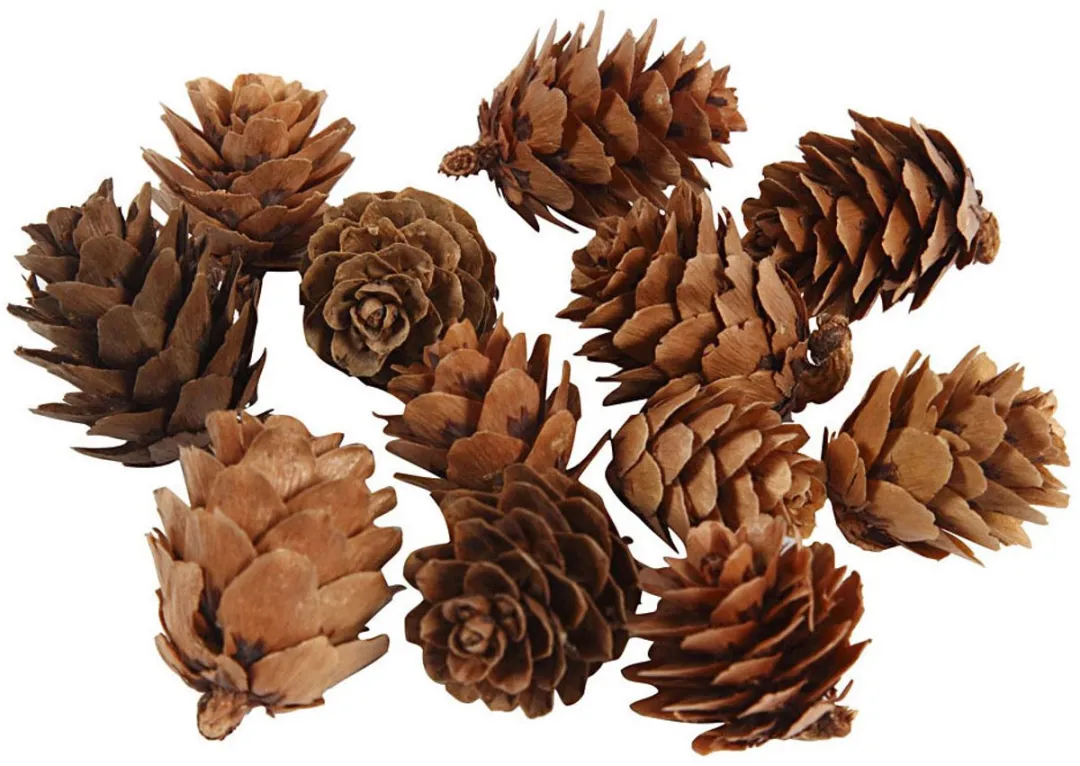 Creativ Company Denneappels 20-30mm - 12 Stuks