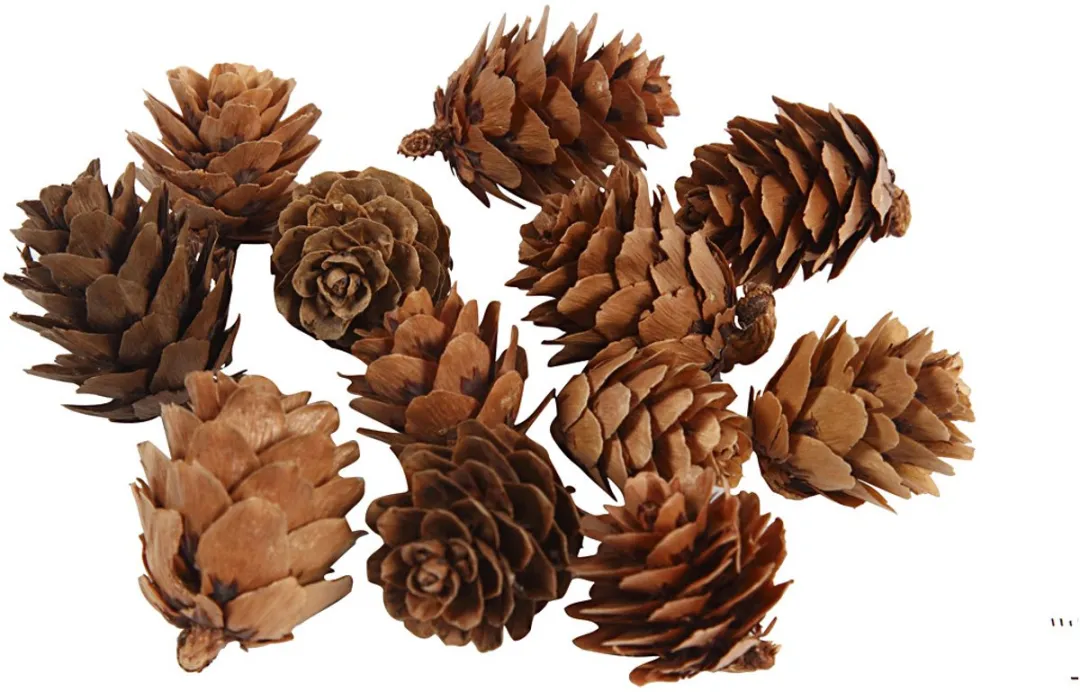 Creativ Company Denneappels 20-30mm - 12 Stuks