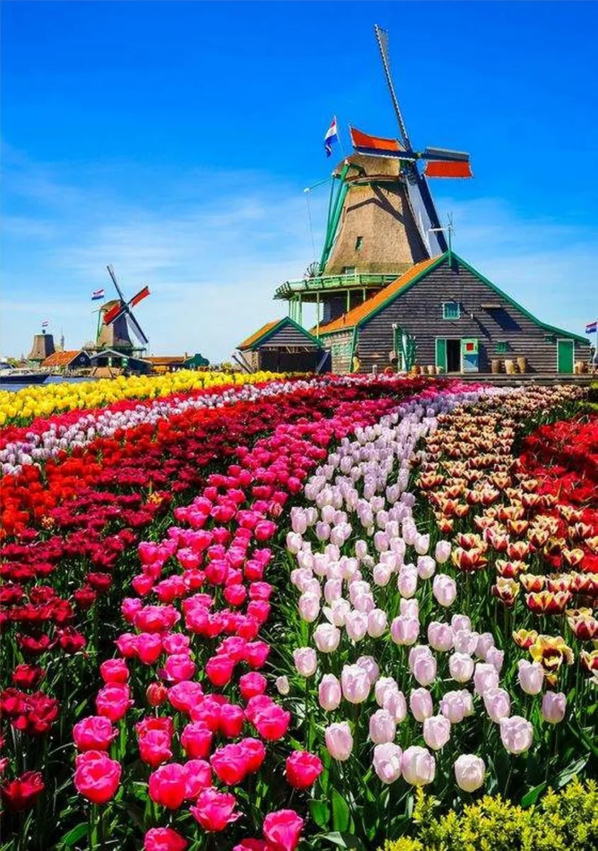 VDTOYS Diamond Painting VDTB131 Keukenhof
