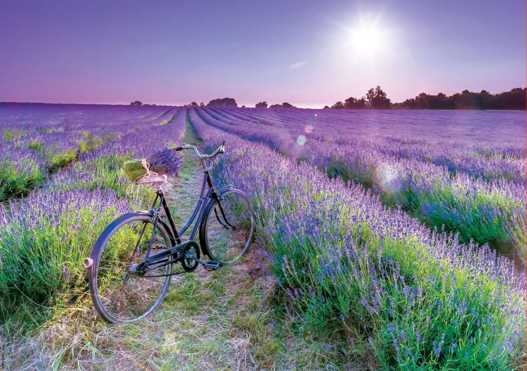 Educa Fiets Lavendelveld 1000 Stuks - Meerkleurig