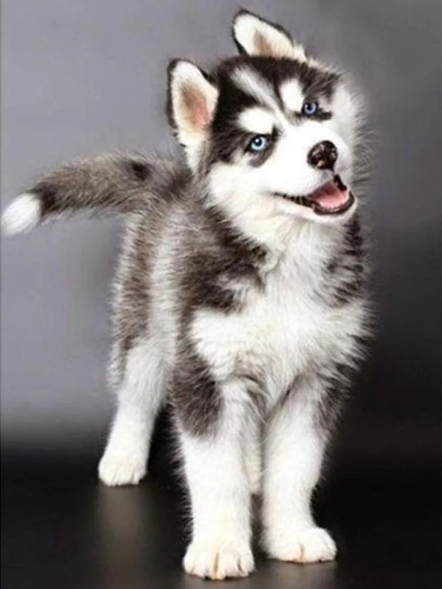 VDTOYS Diamond Painting VDT030 Husky