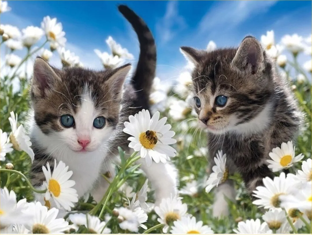 VDTOYS Diamond Painting VDT176 Perfect Kittens 2