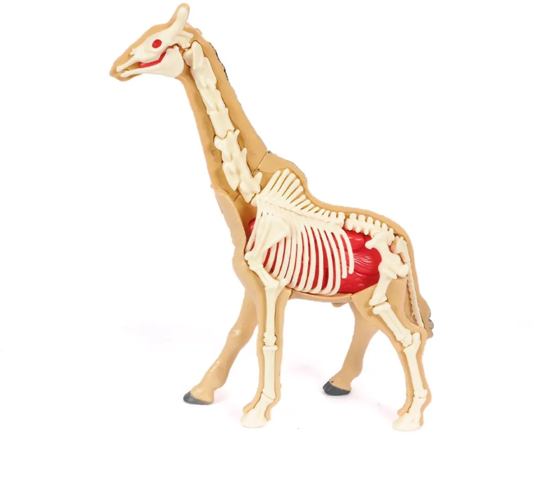 PIA Soft Toys 3D Anatomie Giraf - Beige
