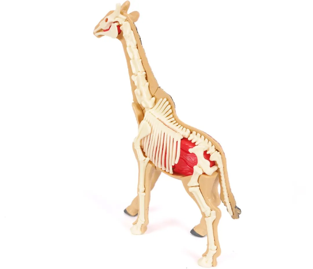 PIA Soft Toys 3D Anatomie Giraf - Beige - afbeelding 6 van 6