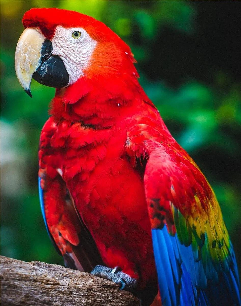 VDTOYS Diamond Painting VDTA075 Parrot 2