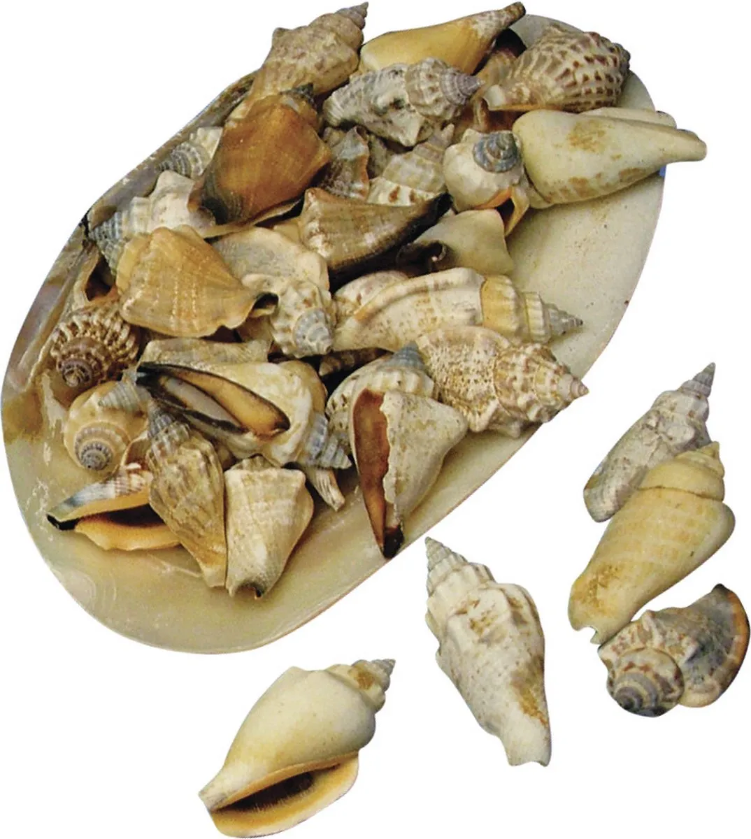 Rayher Schelpen