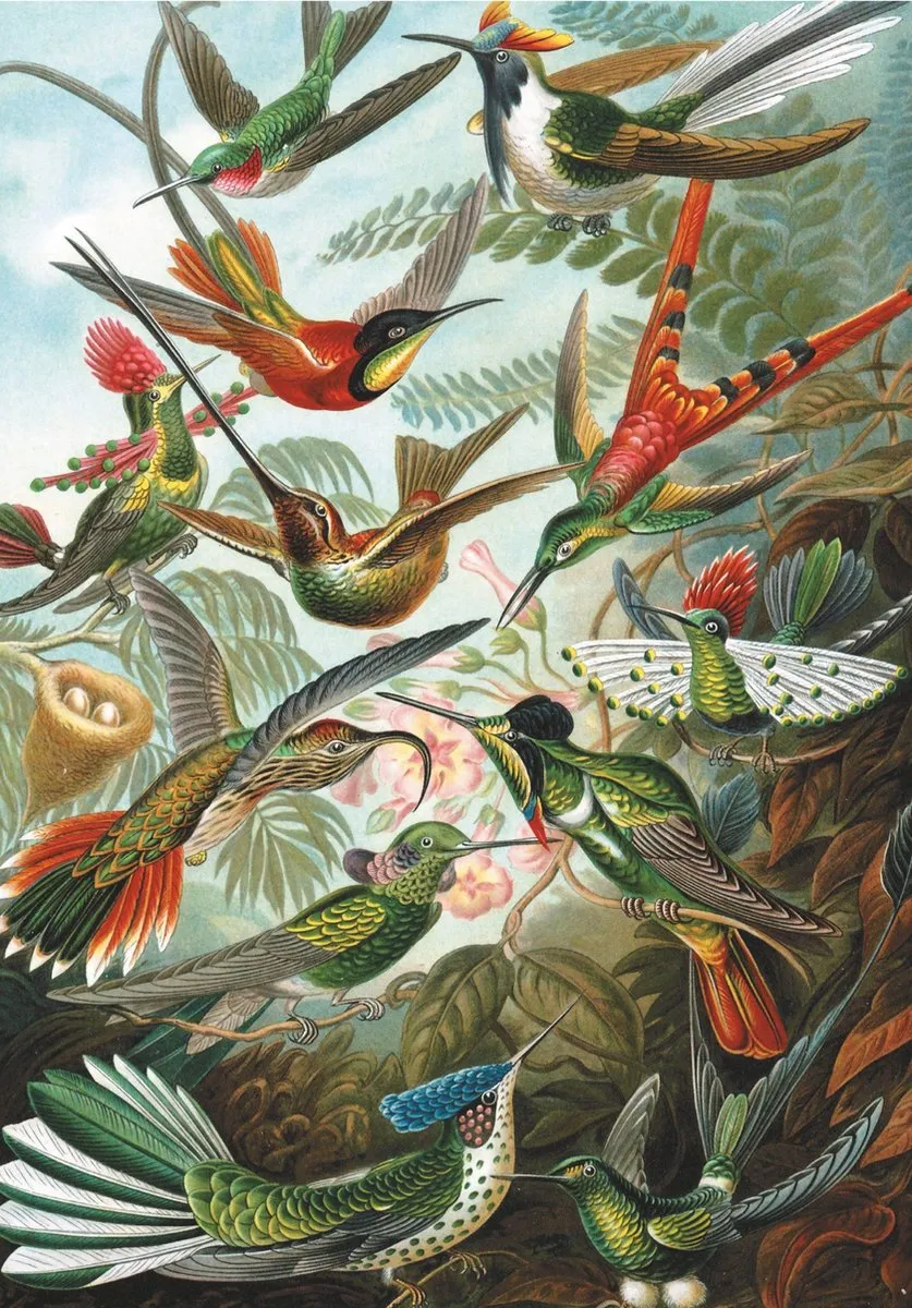 Piatnik Hummingbirds Ernst Haeckel Puzzel 1000 Stuks