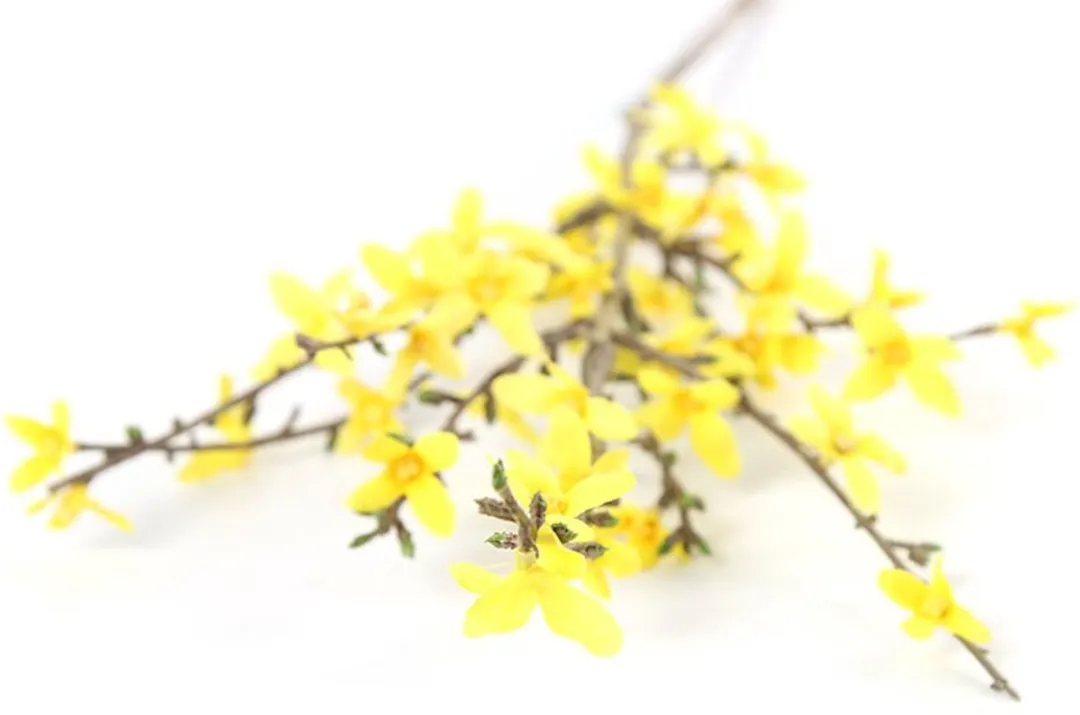 Countryfield Forsythia Kunstbloem