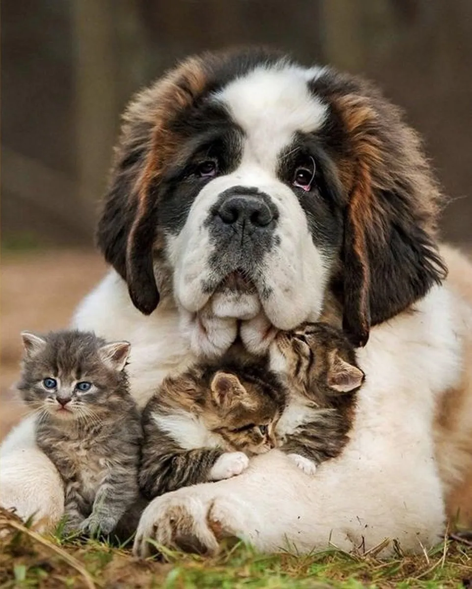 VDTOYS Diamond Painting VDT213 St Bernard