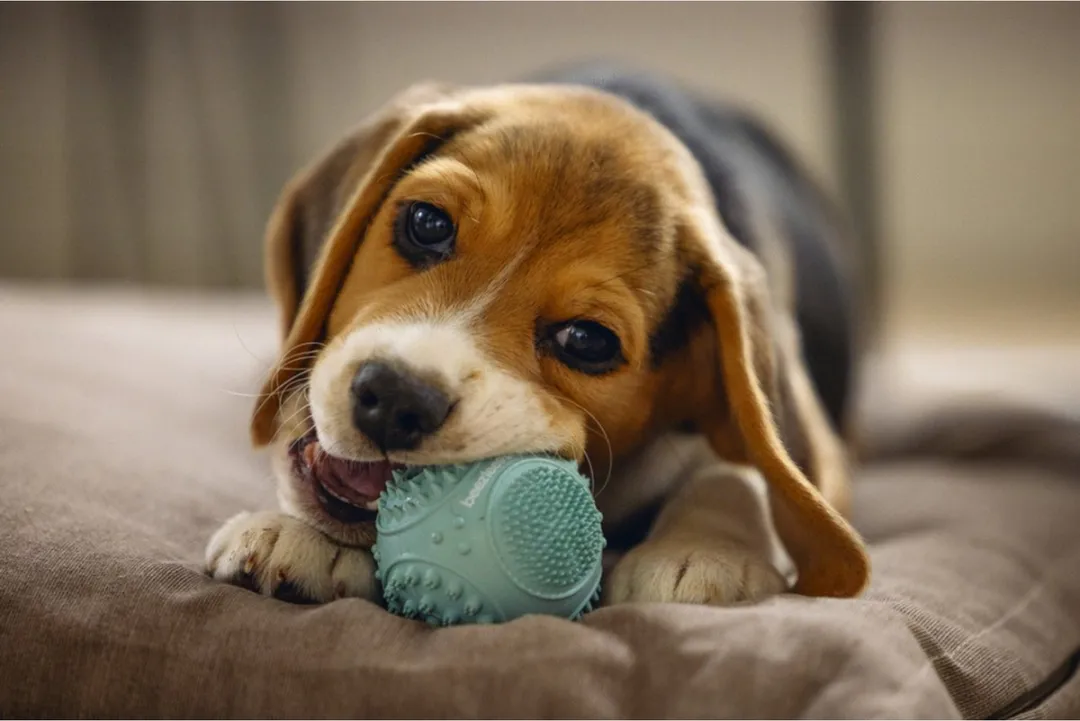 Beeztees Puppy Rubber Dental Bal Ø5cm - Groen
