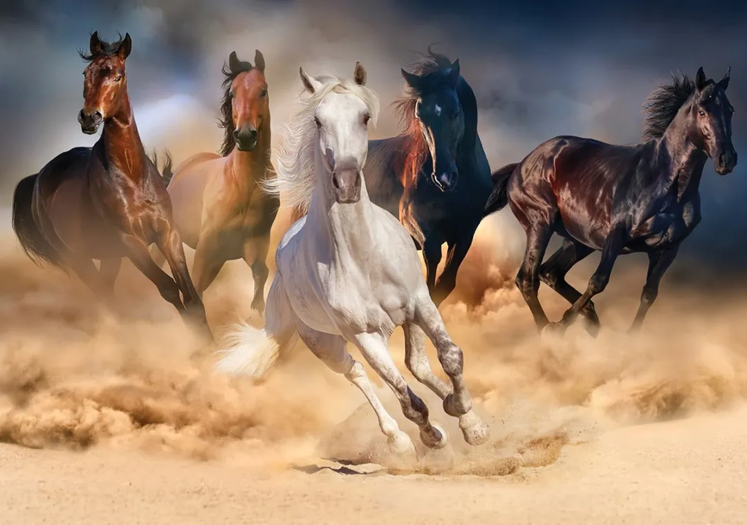 Wild Horses Puzzel 1000 Stukjes