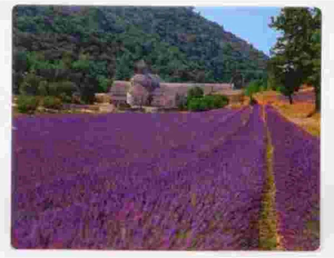 Fellowes Lavendel Veld Optical Muismat