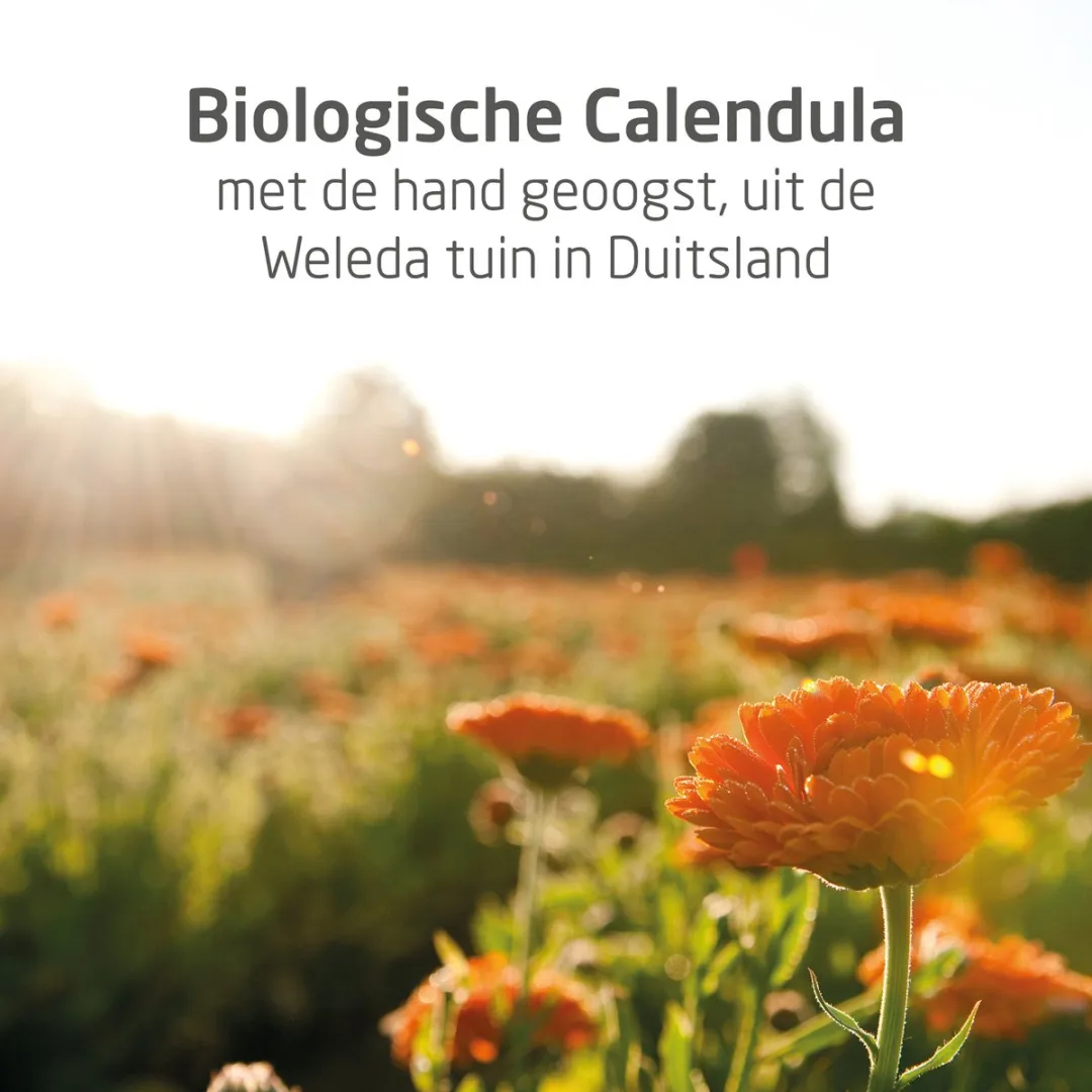 Weleda Tepelzalf 25g - afbeelding 6 van 6