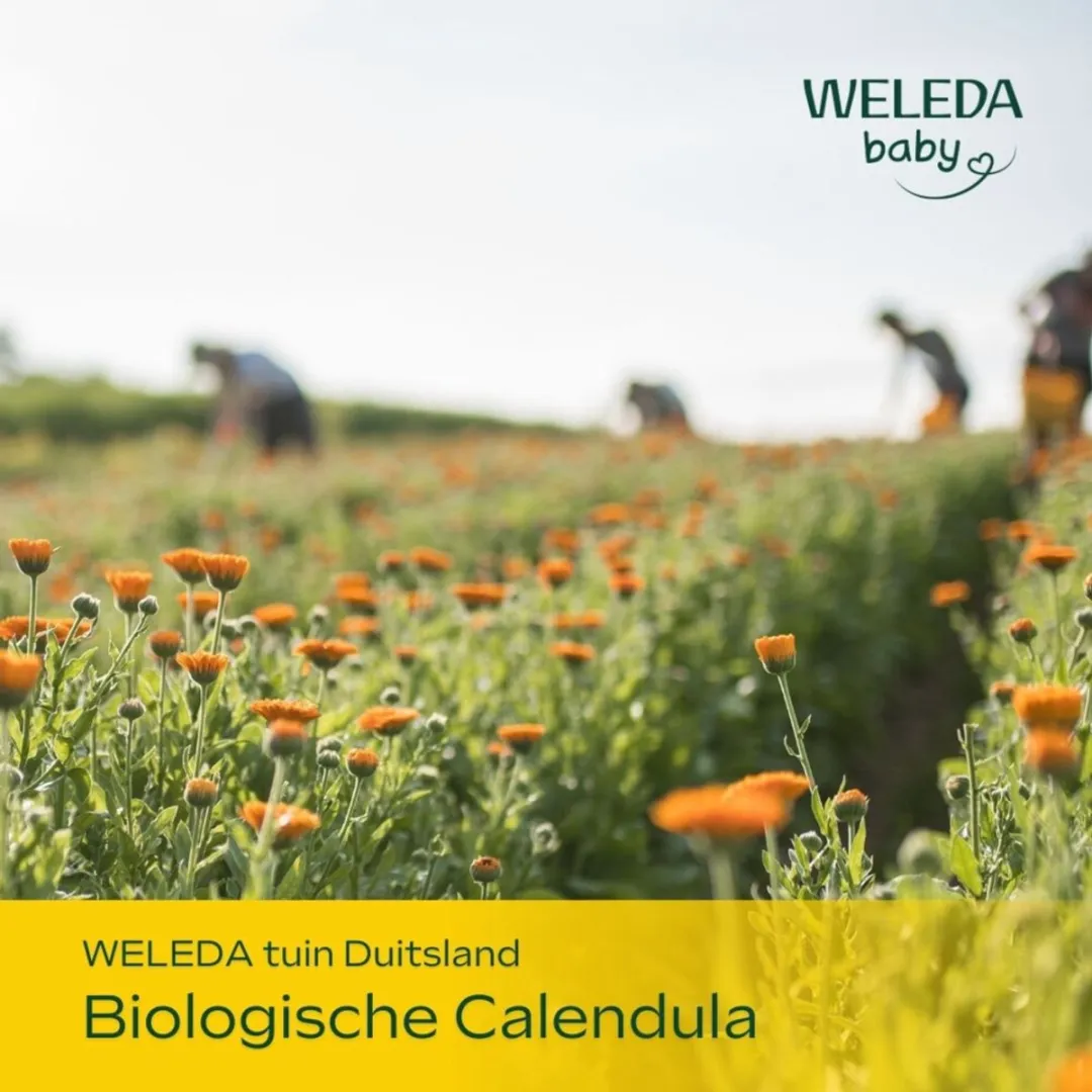 5 x WELEDA - Gezichtscrème - Baby & Kind Calendula - 50 ml - Babyhuid Verzorging - Gezichtscrème - Calendula Crème - Baby Crème - Gevoelige Huid