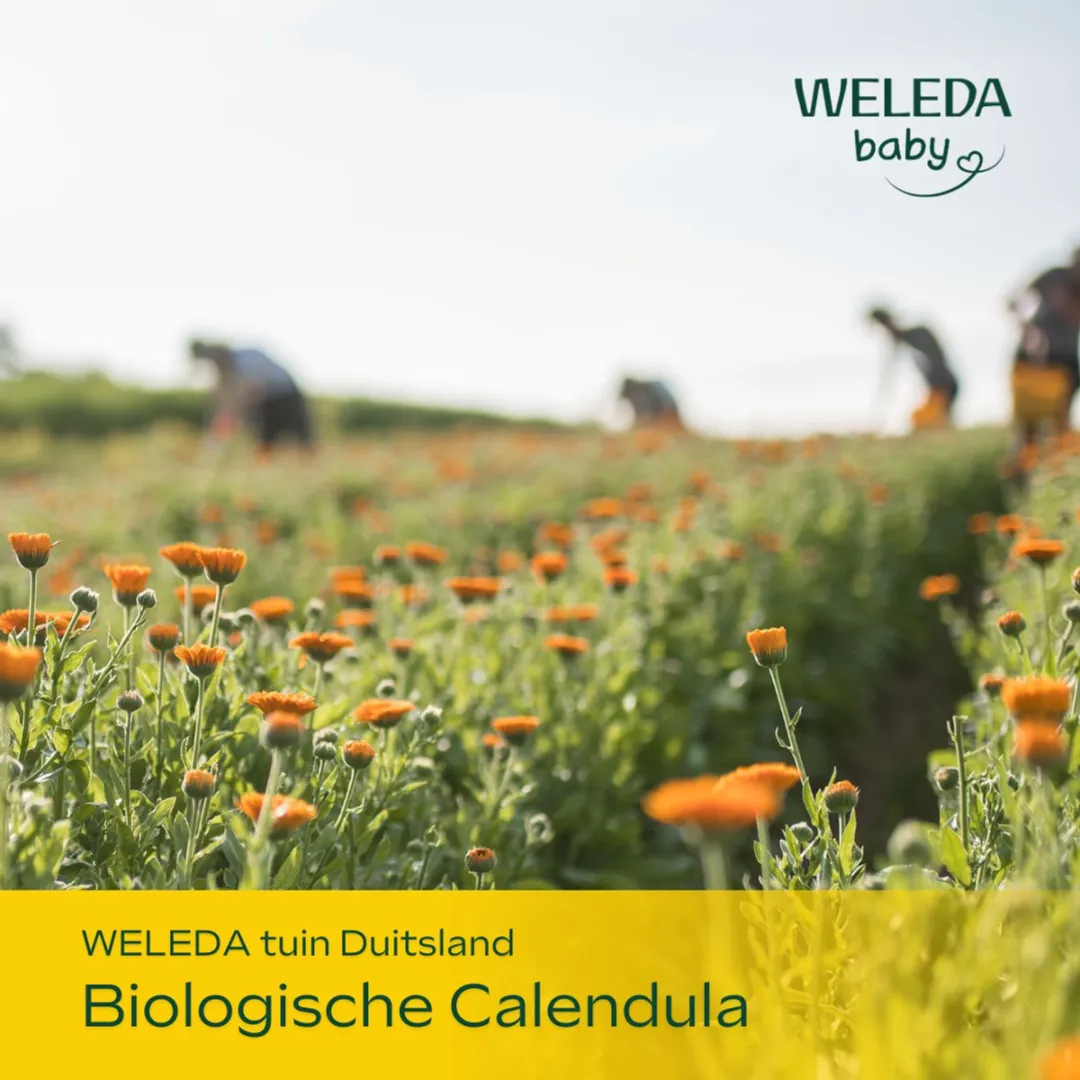 Weleda Baby Calendula Billenbalsem 75ml