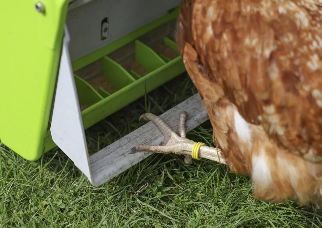 Kerbl SmartCoop Automatische Voederbak 7,5kg - met beschermklep - afbeelding 3 van 6
