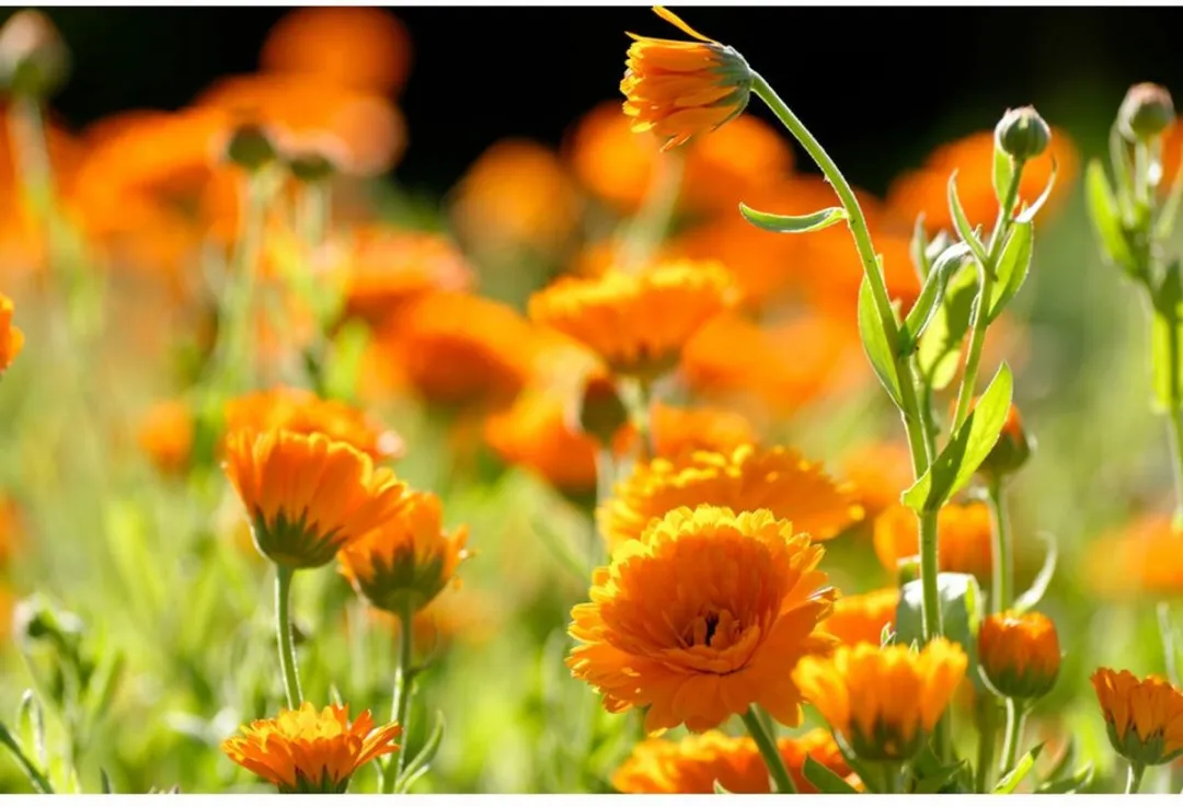 Weleda Calendula Spray - 30ml