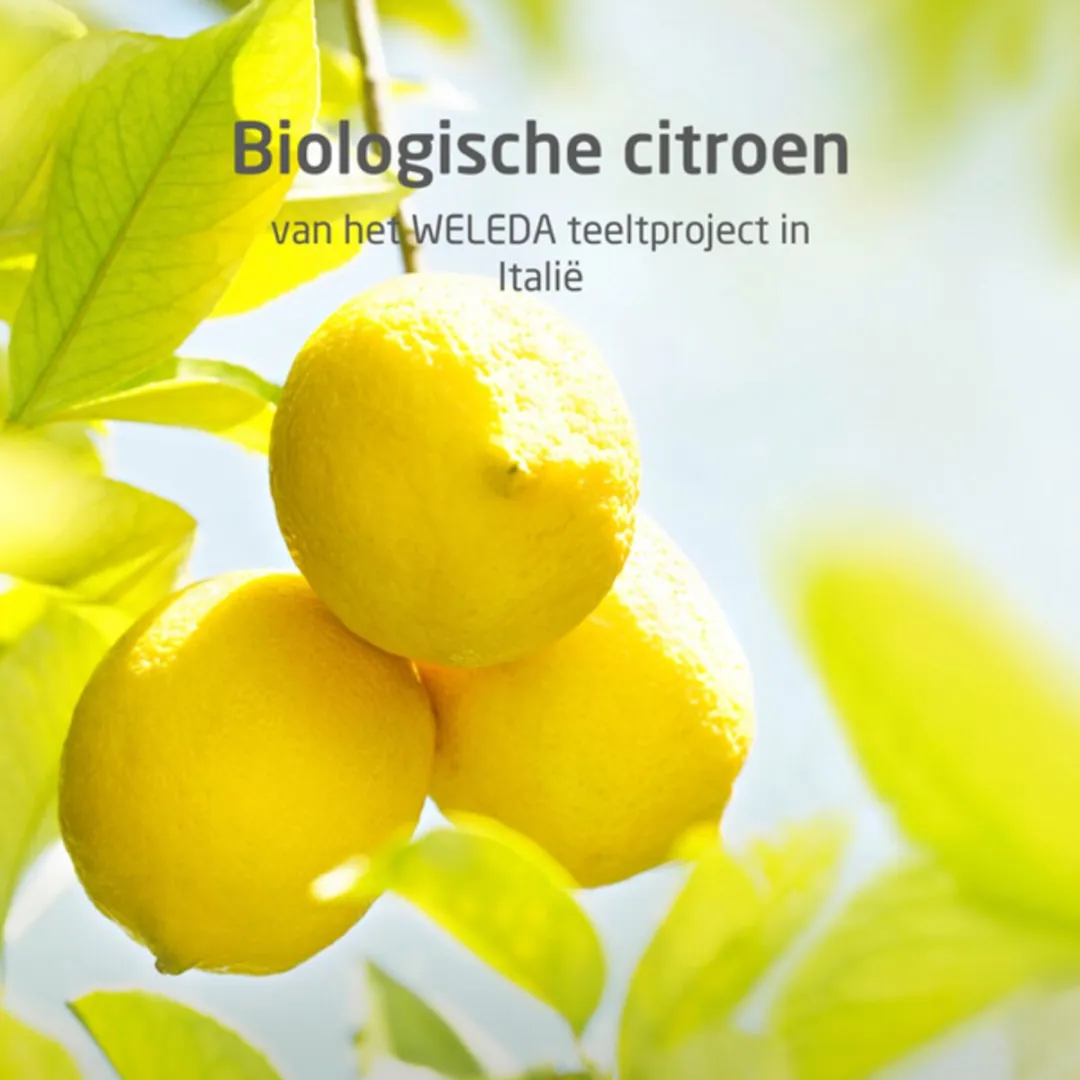 Weleda Citrus 24h Roll-On Deodorant 50ml