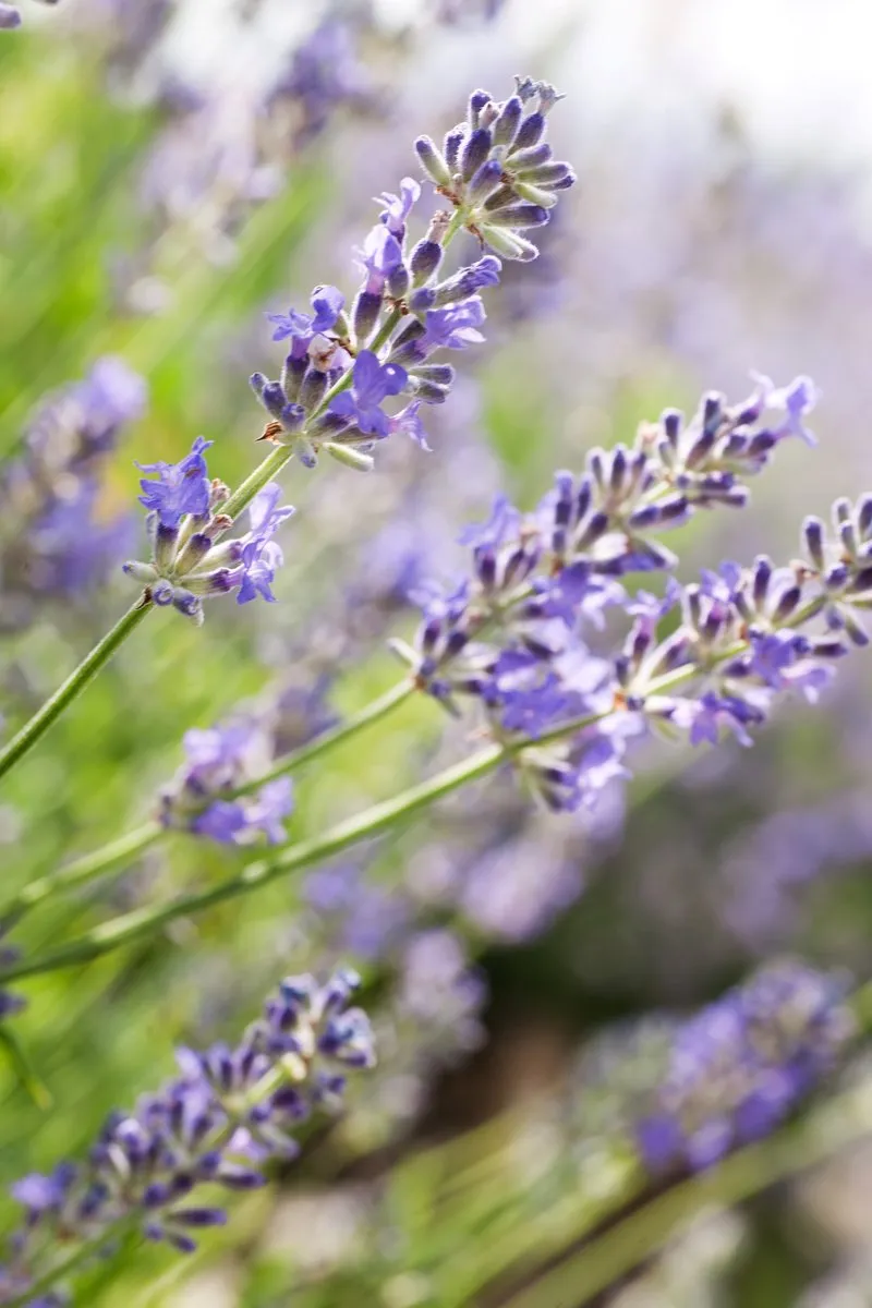 Weleda Lavendel Ontspannende Body Olie 100ml