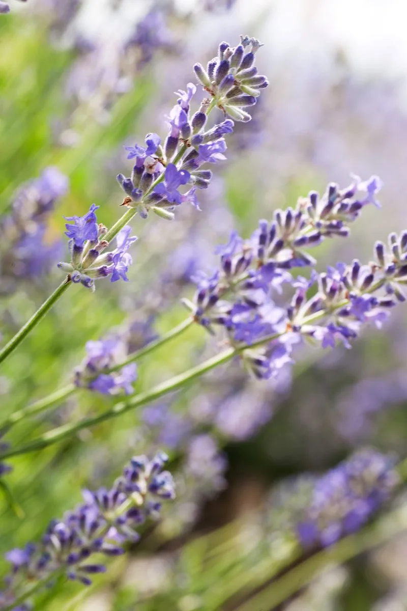 Weleda Lavendel Ontspanningsbadmelk 200ml