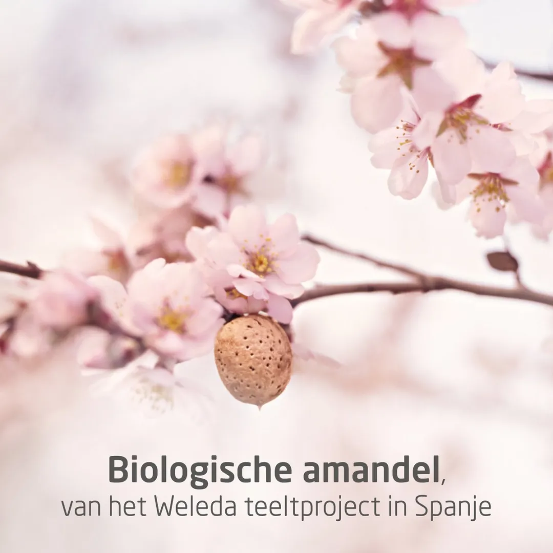 Weleda Zwangerschapsolie Lavendel Wilde Roos Sinaasappel 100ml