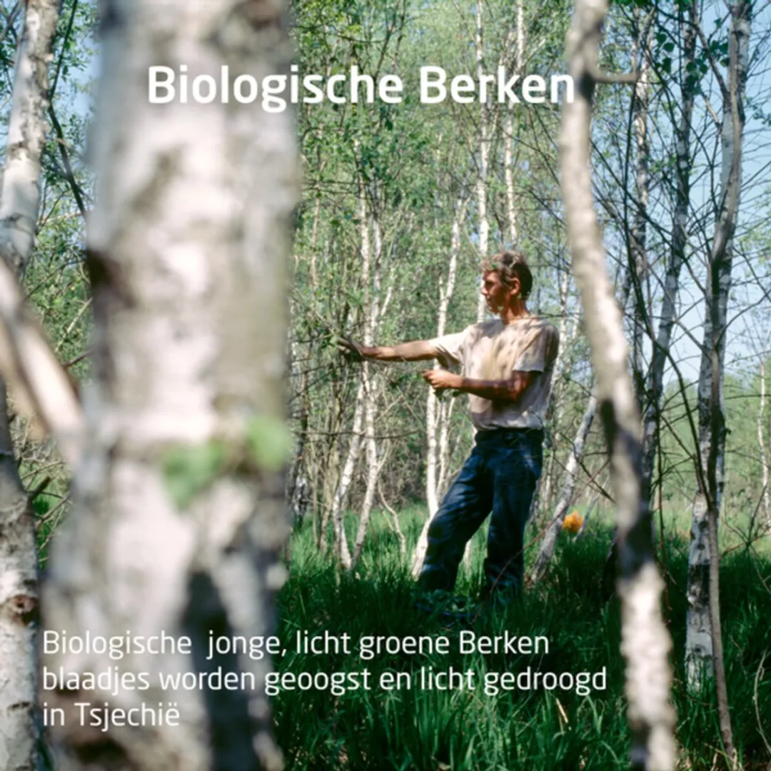 25 x WELEDA - Anti‑Cellulite olie - Berken - 100 ml - Anti Cellulite - Huidverzorging - Berkenolie - Natuurlijke Huidverzorging - Cellulite