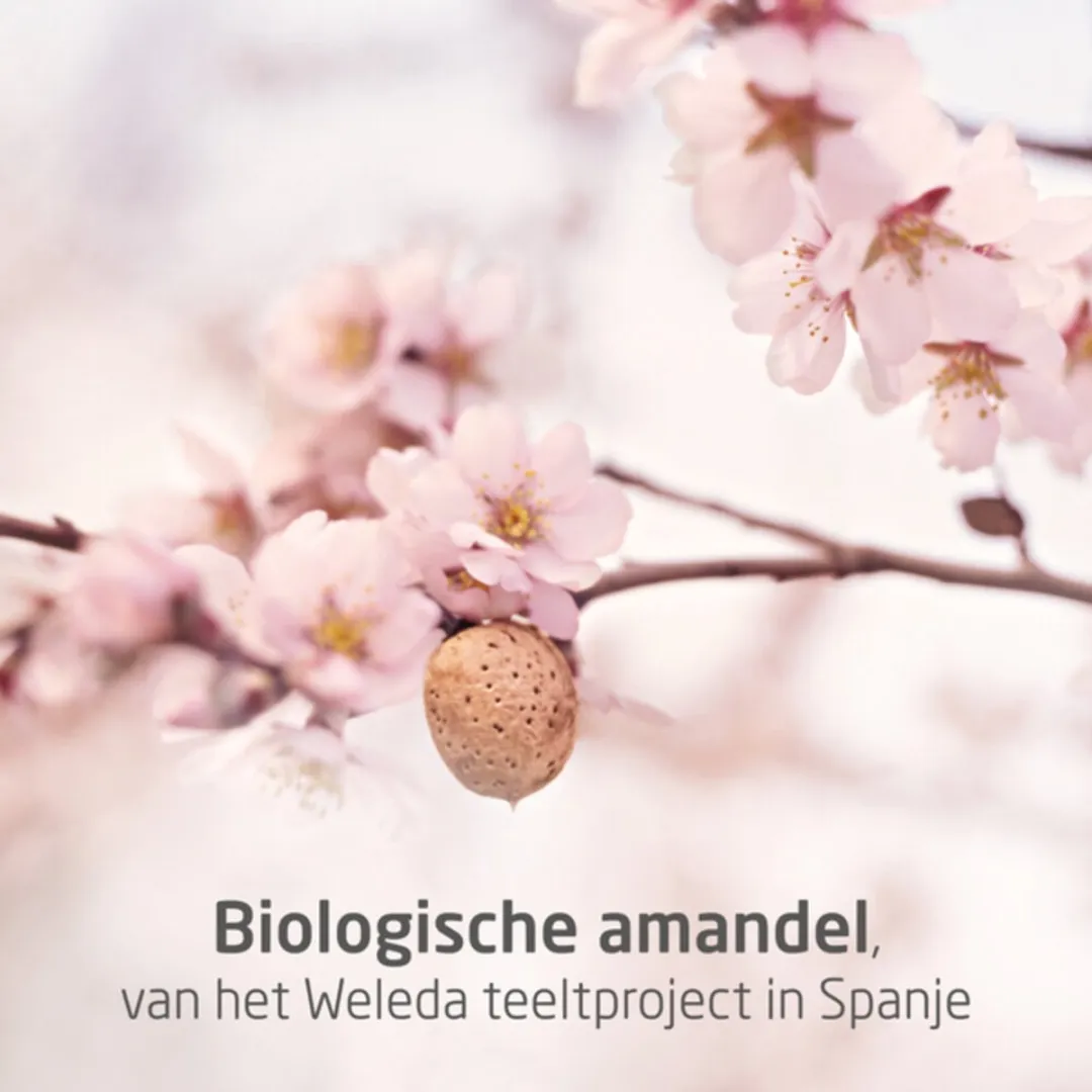 Weleda Verzachtende Gezichtsolie Amandel 50ml