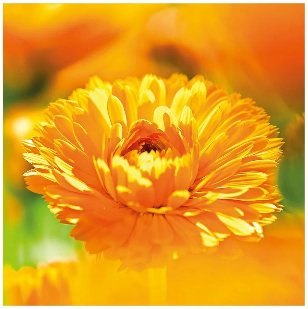 Weleda Calendula Beschermende Crème 75ml