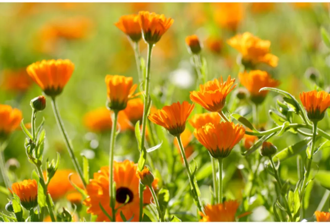 Weleda Calendula Tandpasta - 2x75ml