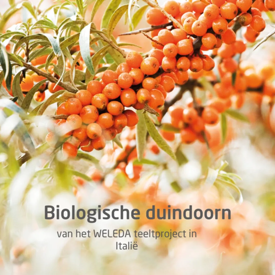 Weleda Duindoorn Vitality Douchecrème 200ml - 4 Stuks