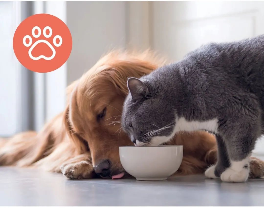 Leitz Trusens Huisdier Koolstoffilter voor Z-3000 Grote Luchtreiniger