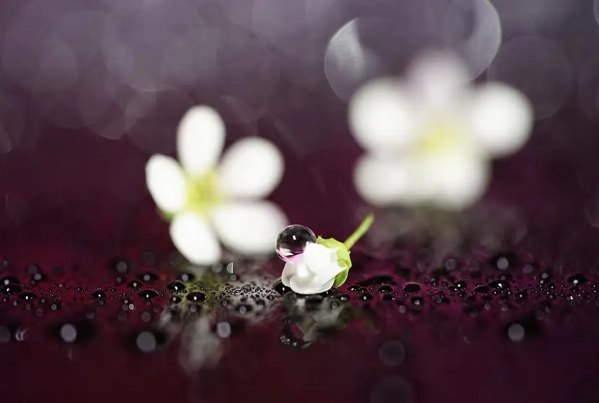 Sony FE 90mm f/2.8 Macro G OSS - 62mm