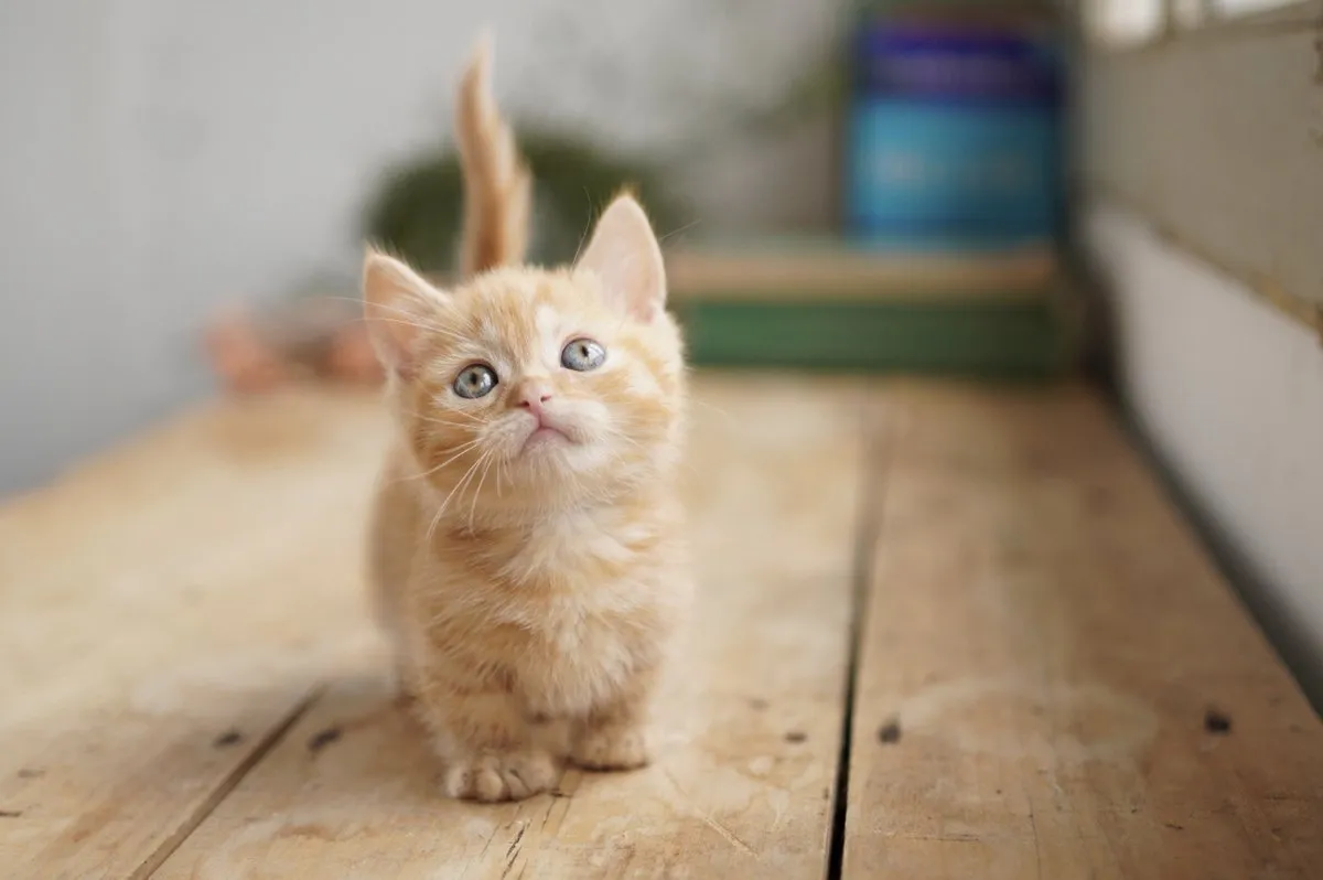 Sony FE - 35mm - f/1.8 - Cameralens - Standaardlens