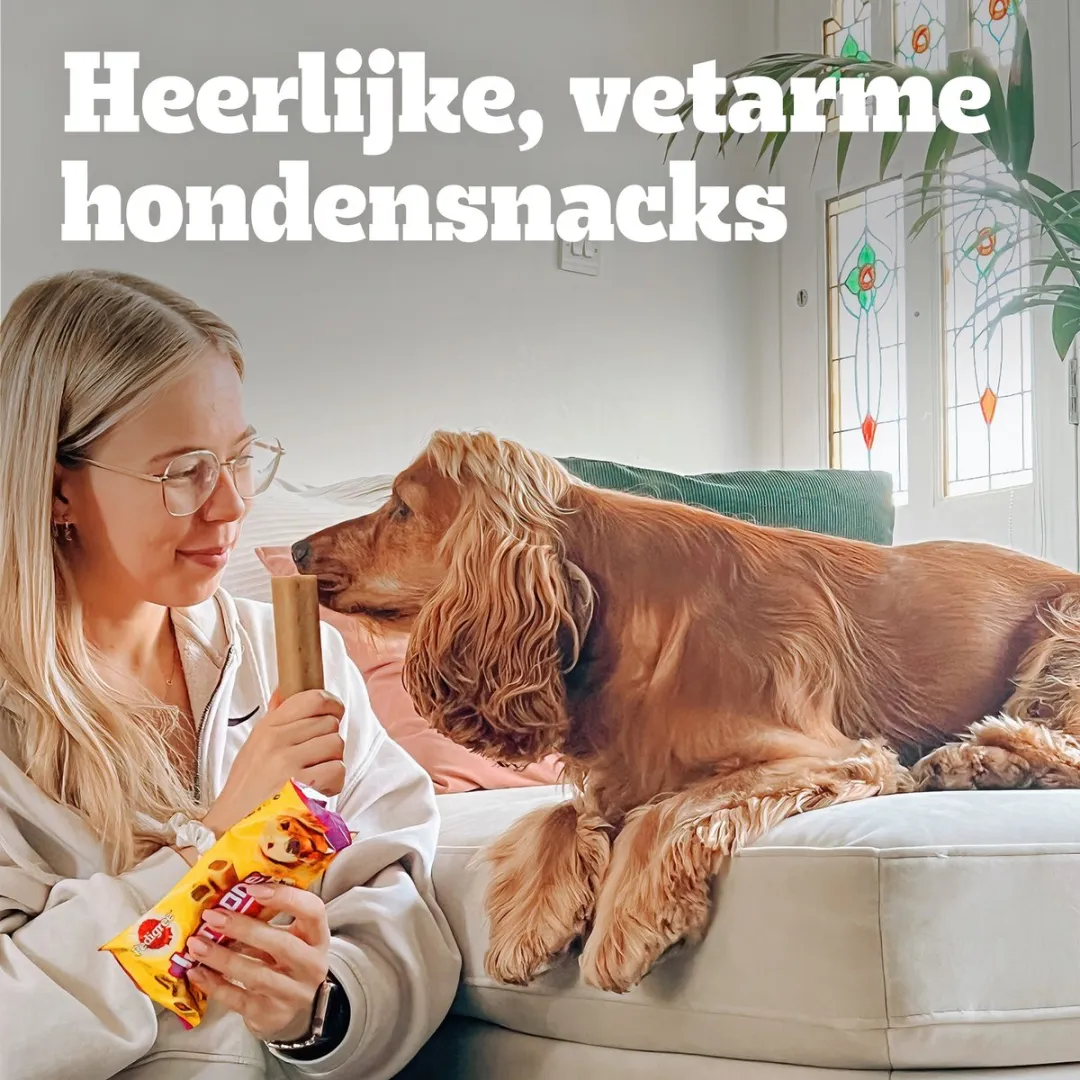 Pedigree Jumbone Maxi Hondensnacks - 12 Stuks