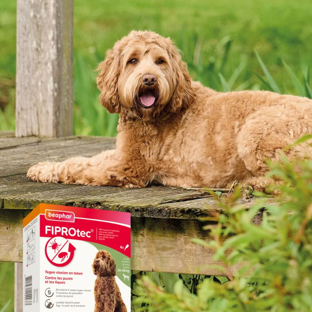 Beaphar Fiprotec Hond 20-40kg Anti Teken & Vlooien - 2x4 Stuks