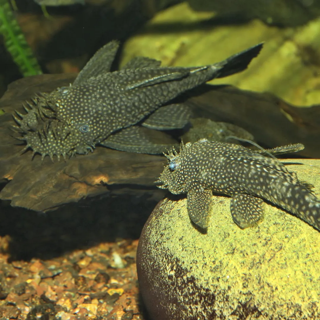 JBL Pronovo Pleco Wafer XL - Pleco Tabs 161ml